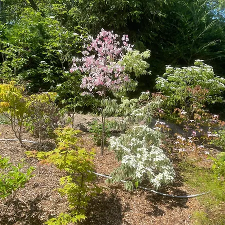 Un Jardin En Foret Samois-sur-Seine